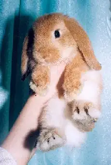Кролики