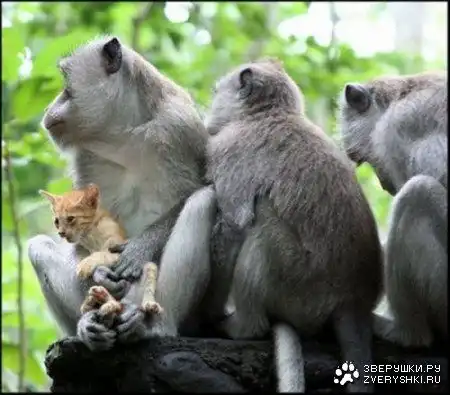 Усыновили! (4 фото)