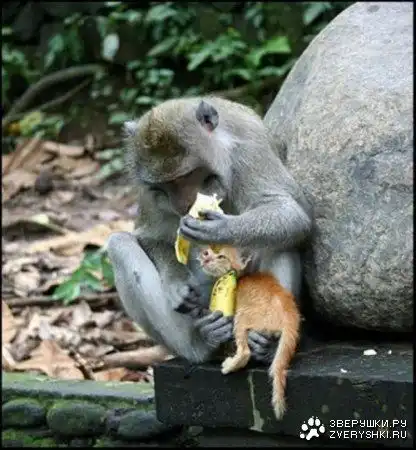 Усыновили! (4 фото)