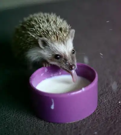 Животные за обедом