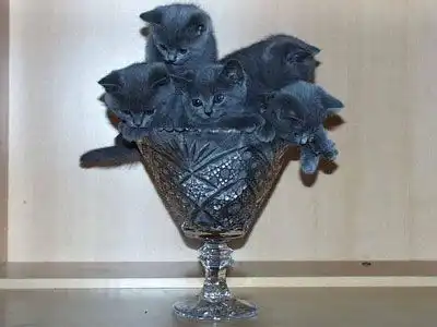 Просто милашки