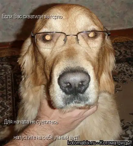 Котоматрицы 2