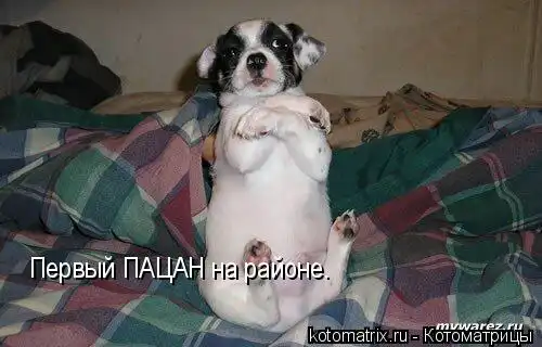 Котоматрицы 3