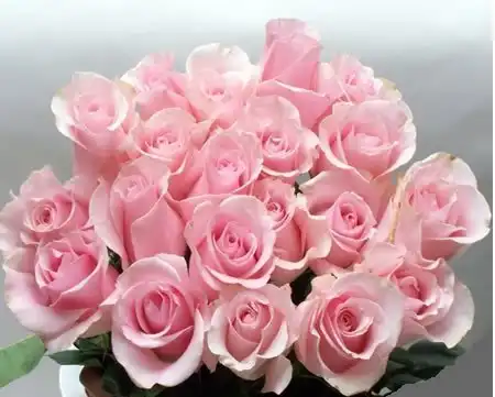 Нашим красивейшим девушкам : )