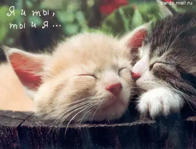 Милые зверюшки