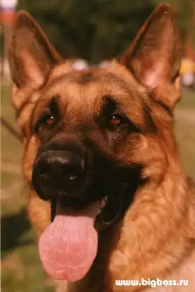 История породы немецкой овчарки