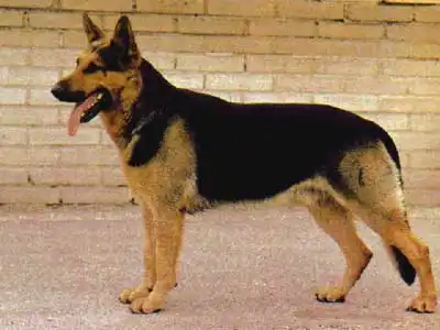 История породы немецкой овчарки