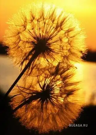 Одуванчики