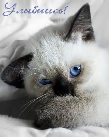 Сиамские кошечки