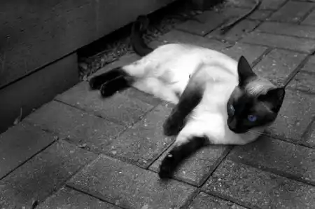 Сиамские кошечки