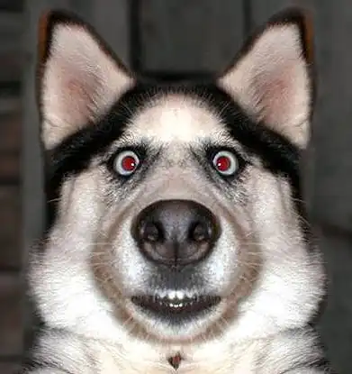 Собака - друг человека (: