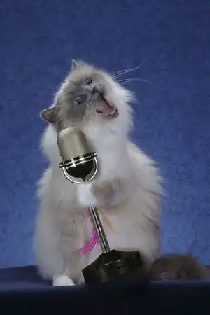 Что происходит когда вас нет дома?