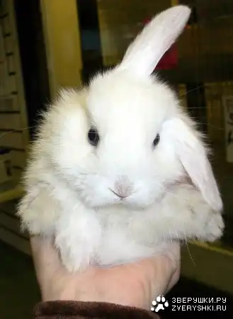 Пушистые и ушастенькие!!