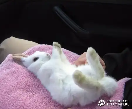 Пушистые и ушастенькие!!