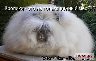 Коты и другие животные)