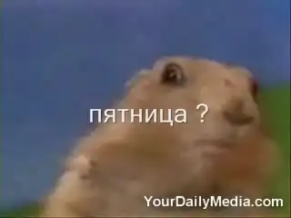 Учимся тусоваться у животных.