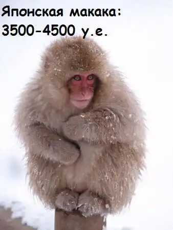 Самые дорогие животные