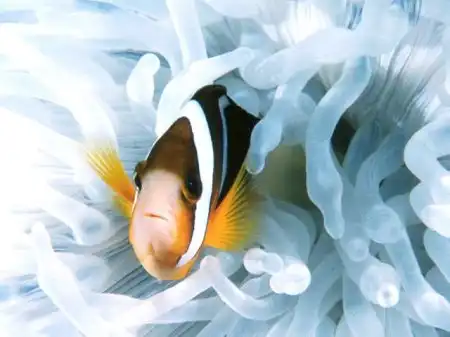 Живописные пейзажи со дна моря