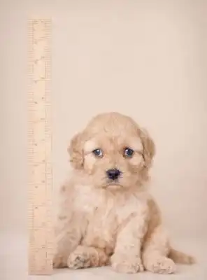 Портреты собак от Rachel Hale