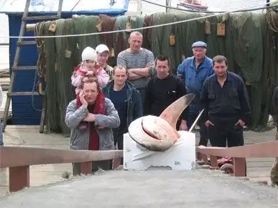 В Неве поймали настоящую акулу