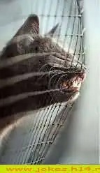 Подборка живности