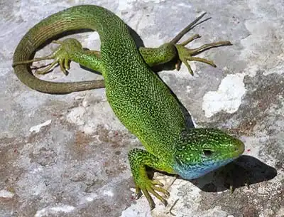 Змеи и Ящерицы