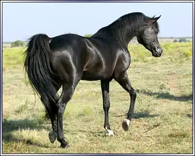 Масти лошадей