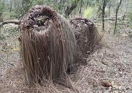 Зловещие деревья