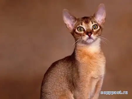 Экзотические коты