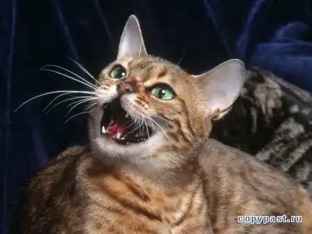 Экзотические коты