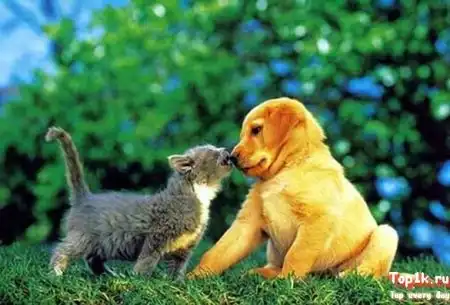 Картинки о любви (не только между людьми)