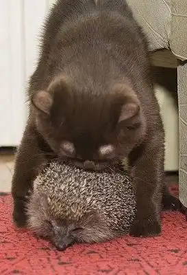 Кошки дружат с ...