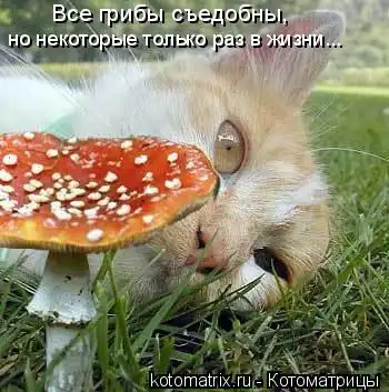 Котоматрицы 20