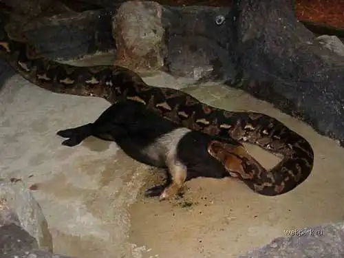 Змея завтракает