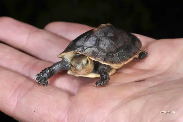 Самая маленька черепашка в мире