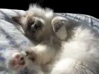 Пуфыстое тут!