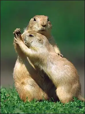 Животная ЛюбоФФ