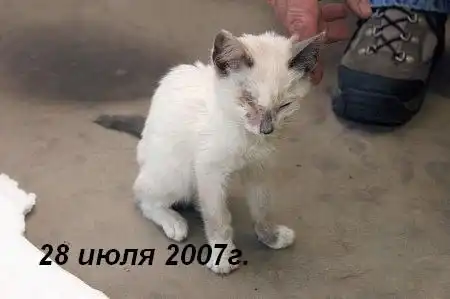 История одной кошки.