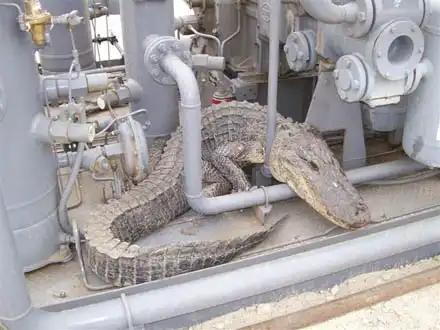 Крокодил в засаде