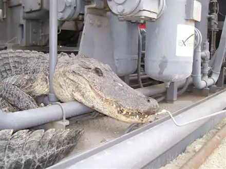 Крокодил в засаде