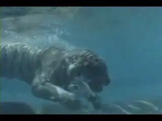 Белый тигр в бассейне.