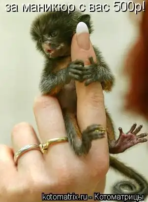 Котоматрицы 13