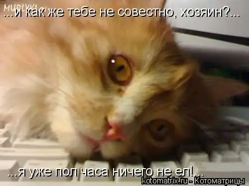 Котоматрицы 13