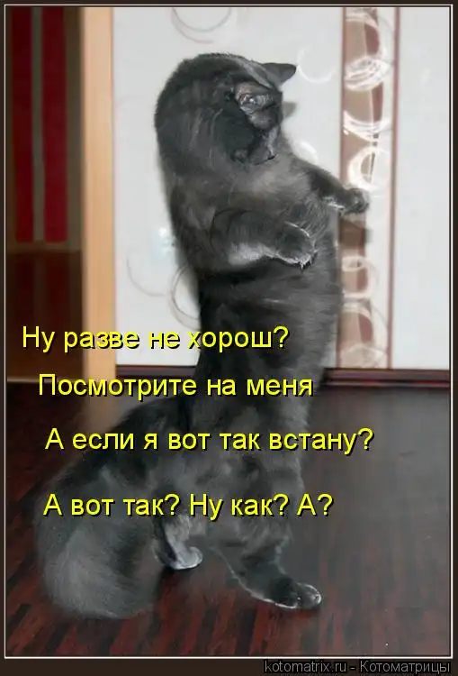 Котоматрицы 15