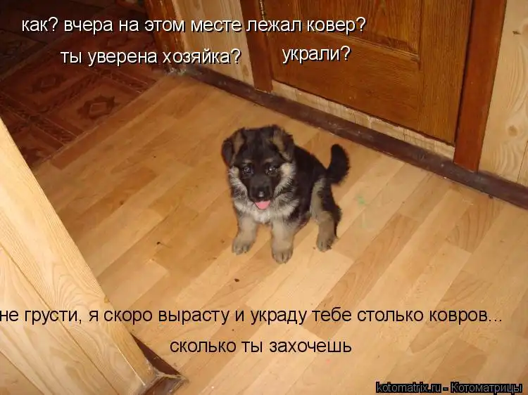 Котоматрицы 15