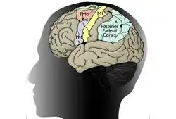 10 малоизвестных фактов о человеческом теле