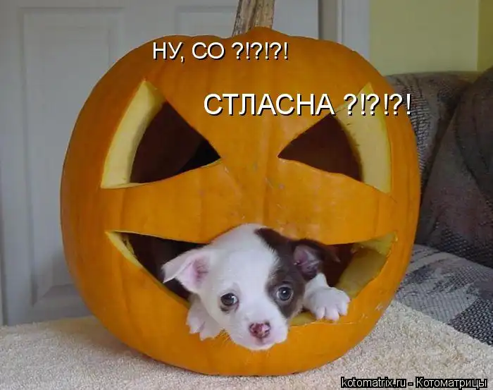 Котоматрицы 16