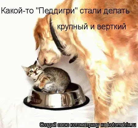 Котоматрицы 25
