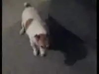 Собака из Звездных воин