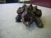 Черепашка-монстр